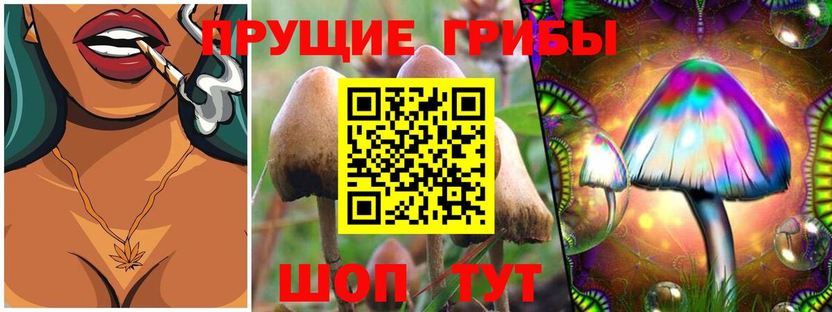 Псилоцибиновые грибы Psilocybe Нововоронеж